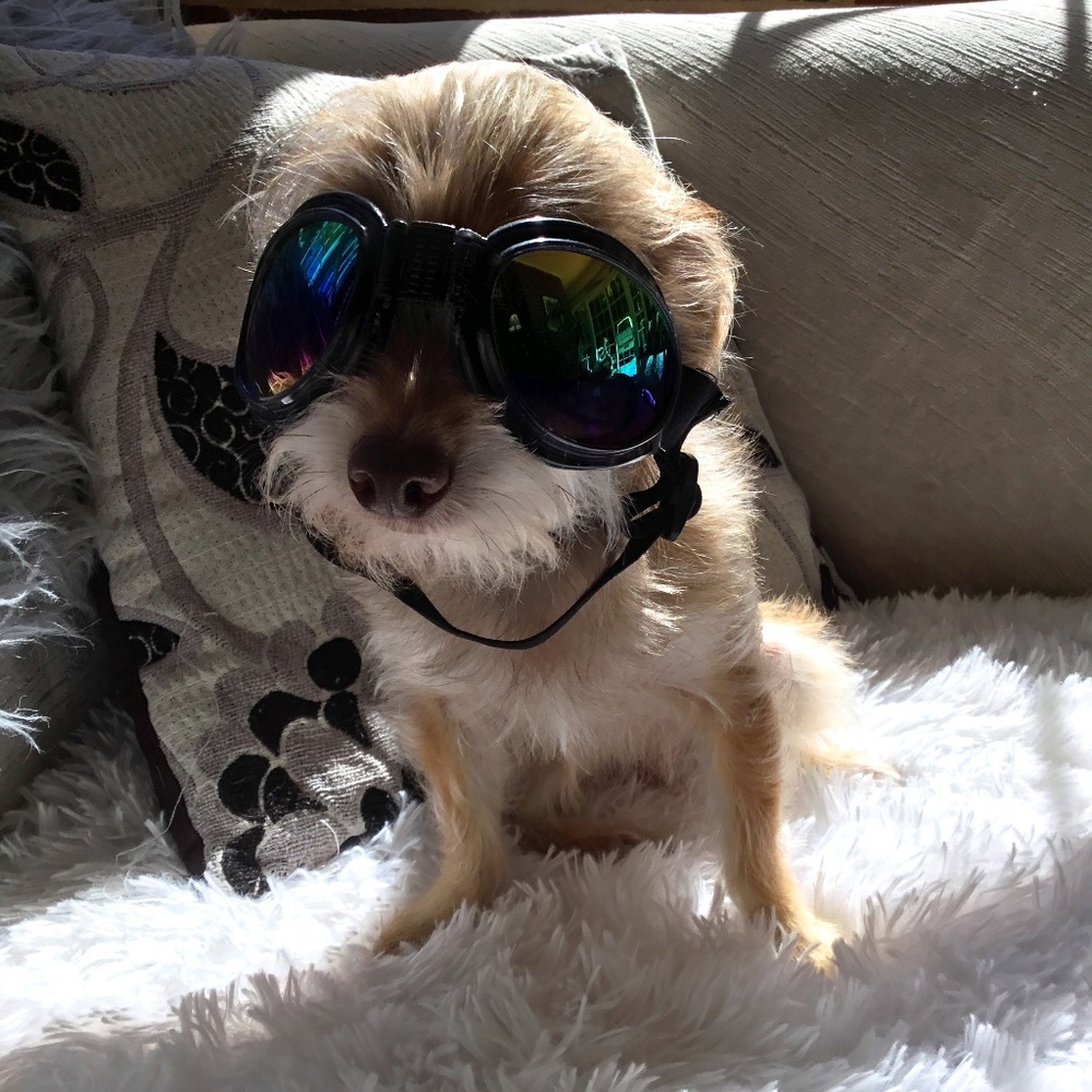 Pet goggles